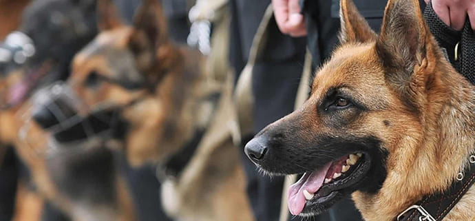 Кинологическая служба